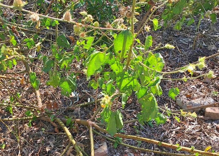 Queensland Plants Malvaceae